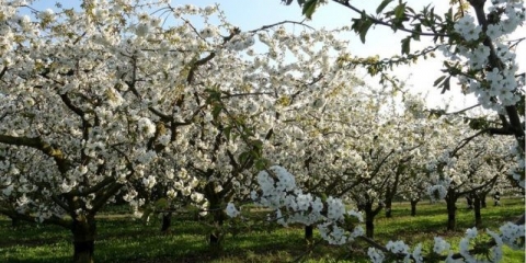 Sorte šljive za moskovsku regiju i srednju traku